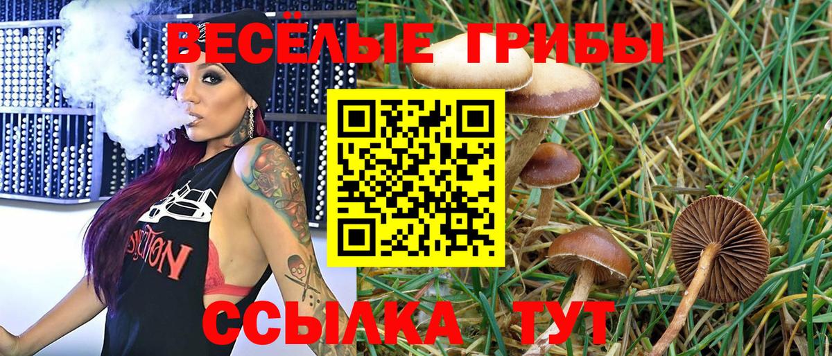 Галлюциногенные грибы Psilocybine cubensis Мончегорск